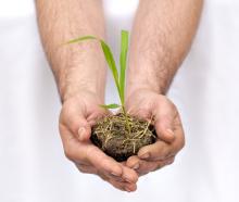 Hands hold a seedling. Image courtesy AlessandroZocc/shutterstock.com. Hands hold a seedling. Image courtesy AlessandroZocc/shutterstock.com.