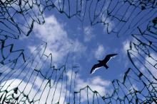 A dove flies above a cage of glass. Image courtesy Yu Lan/shutterstock.com. A dove flies above a cage of glass. Image courtesy Yu Lan/shutterstock.com.