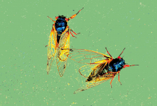 The image shows two cicadas on a green background