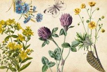 The image shows illustrations of various native wildflowers on a tan, parchment looking background 