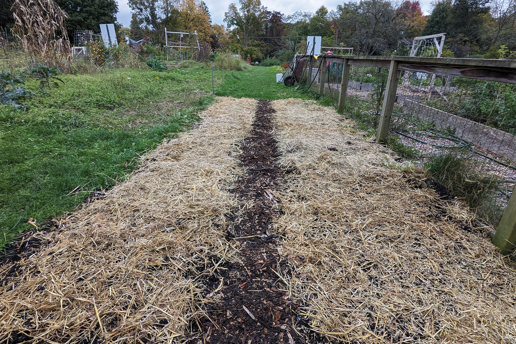 The wheat patch after germination but before dormancy at Zion Lutheran Church.